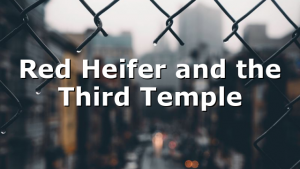 Red Heifer and the Third Temple