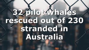 32 pilot whales rescued out of 230 stranded in Australia