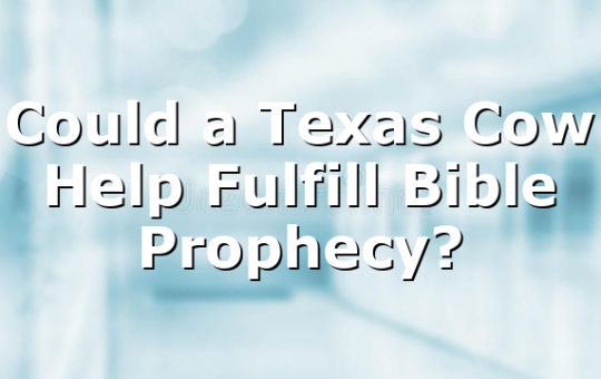 Could a Texas Cow Help Fulfill Bible Prophecy?