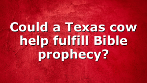 Could a Texas cow help fulfill Bible prophecy?