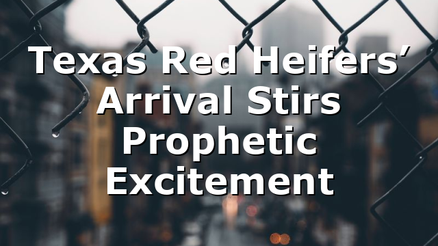 Texas Red Heifers’ Arrival Stirs Prophetic Excitement