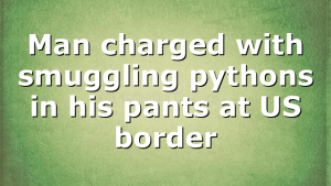 Man charged with smuggling pythons in his pants at US border