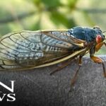 ‘Cicada-geddon’: 17 States to Be Overrun with Trillions of Bugs